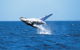 Phillip Island Whale Watching Tour - thumb 3