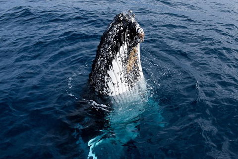 Phillip Island Whale Watching Tour - Accommodation Coffs Harbour 6