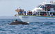 Phillip Island Whale Watching Tour - thumb 2