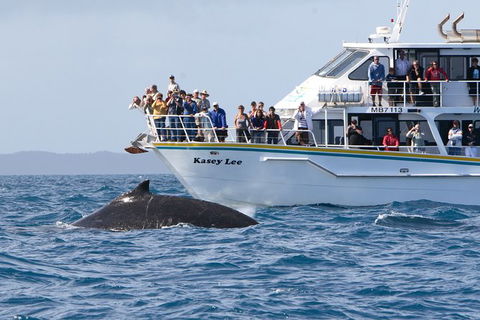 Phillip Island Whale Watching Tour - Accommodation Coffs Harbour 2