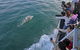 Phillip Island Whale Watching Tour - thumb 4