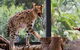 African Cat Encounter At Werribee Open Range Zoo - thumb 0