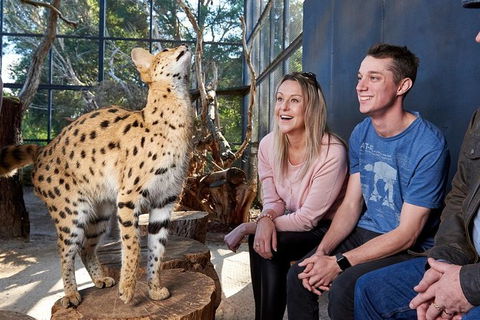African Cat Encounter At Werribee Open Range Zoo - Accommodation Coffs Harbour 5