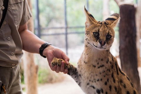 African Cat Encounter At Werribee Open Range Zoo - Accommodation Coffs Harbour 3