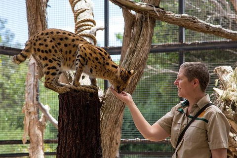 African Cat Encounter At Werribee Open Range Zoo - Accommodation Coffs Harbour 4