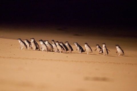 Melbourne Attractions Pass Including Melbourne Zoo, Hop-on Hop-off Bus And SEA LIFE Aquarium - Accommodation Coffs Harbour 9