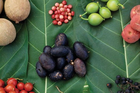 AUSTRALIAN NATIVE FOOD TOUR From Melbourne - Accommodation Coffs Harbour 0