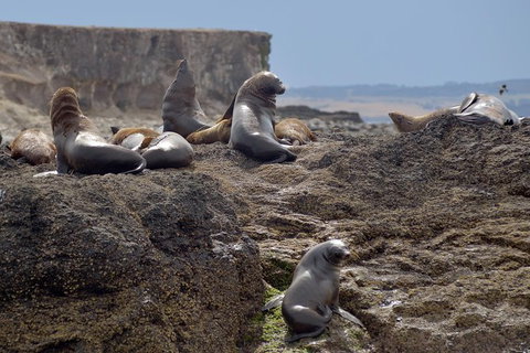 Phillip Island Wildlife Cruise With Optional Penguin Parade And 3 Park Pass - Accommodation Coffs Harbour 1