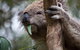 Phillip Island Koala Conservation Centre: Entry Ticket - thumb 0