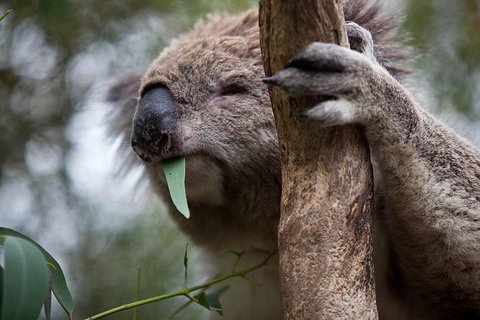 Phillip Island Koala Conservation Centre: Entry Ticket - Accommodation Coffs Harbour 0