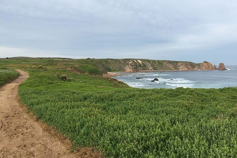 Half Day Phillip Island Woolamai Walking Tour - Accommodation Coffs Harbour 9