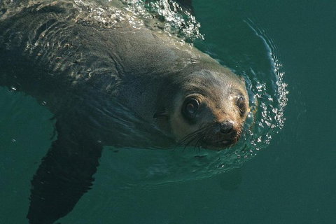 Phillip Island Seal-Watching Cruise - Accommodation Coffs Harbour 1