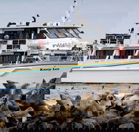 Phillip Island Seal-Watching Cruise - Accommodation Coffs Harbour