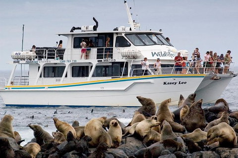 Phillip Island Seal-Watching Cruise - Accommodation Coffs Harbour 0