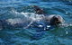 Phillip Island Seal-Watching Cruise - thumb 4