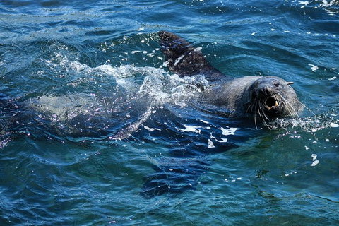 Phillip Island Seal-Watching Cruise - Accommodation Coffs Harbour 4