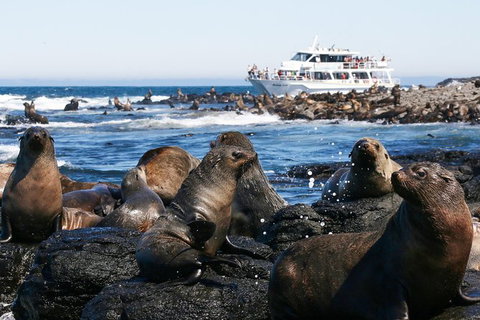 Phillip Island Seal-Watching Cruise - Accommodation Coffs Harbour 2