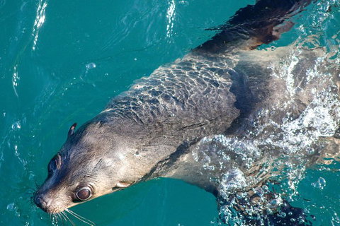 Phillip Island Seal-Watching Cruise - Accommodation Coffs Harbour 8