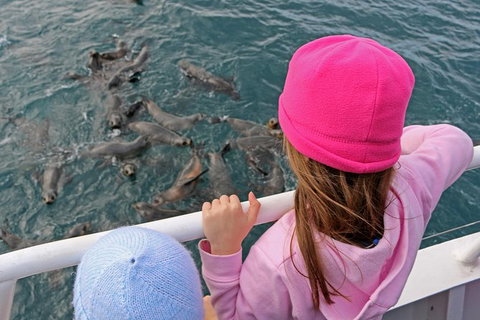 Phillip Island Seal-Watching Cruise - Accommodation Coffs Harbour 3