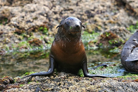 Phillip Island Seal-Watching Cruise - Accommodation Coffs Harbour 5