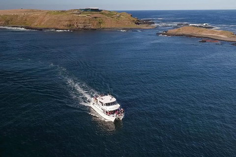 Phillip Island Seal-Watching Cruise - Accommodation Coffs Harbour 6