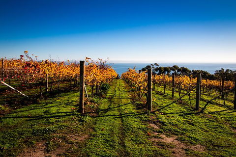 Bellarine Peninsula Sightseeing And Bay Cruise - Accommodation Coffs Harbour 7