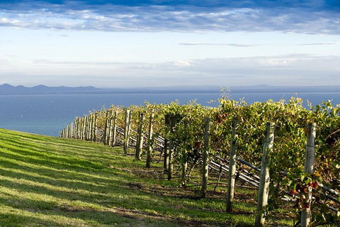 Around The Bay Food And Wine Taste Trail - Accommodation Coffs Harbour 5