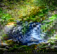 Day Tour in Mt. Field Mt. Wellington Bonorong Wildlife Sanctuary and Richmond - Accommodation Coffs Harbour