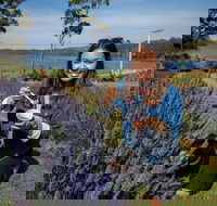 Port Arthur and Lavender Farm Active Day Tour - Accommodation Coffs Harbour