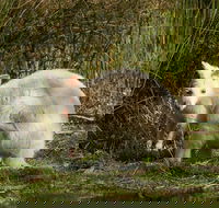 Bruny Island premium private photo-oriented day tour from Hobart - Accommodation Coffs Harbour