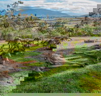 Shore Excursion Hobart's Best In Half A Day - Accommodation Coffs Harbour