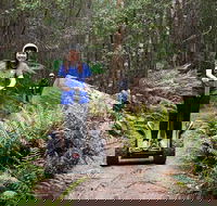 Hollybank Wilderness Adventures - Segway Tour - Accommodation Coffs Harbour