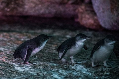 4-Day Tasmania East Coast Adventure From Launceston To Hobart Including Bay Of Fires, Wineglass Bay, Bruny Island And Port Arthu - Accommodation Coffs Harbour 3