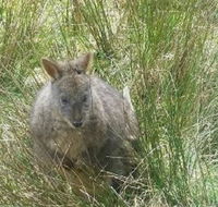 Leven Canyon Day Trip Including Wings Wildlife Park or Gunns Plains Caves from Devonport Ulverstone or Burnie - Accommodation Coffs Harbour
