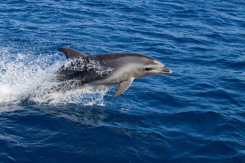Wineglass Bay Cruise From Coles Bay - Accommodation Coffs Harbour 3