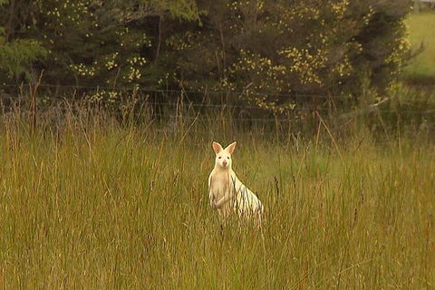 Bruny Island Day Trip From Hobart - Accommodation Coffs Harbour 4