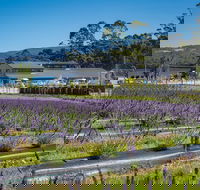 Private Tasman Peninsula Cruise Ship Tour from Port Arthur - Accommodation Coffs Harbour