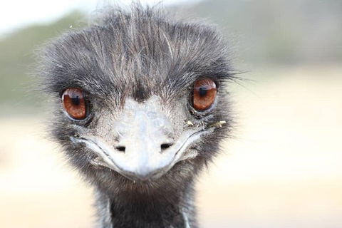 ZOODOO ZOO Tour, Meet The Famous Tasmanian Devil, Cuddle A Kangaroo, Feed A Lion - Accommodation Coffs Harbour 1