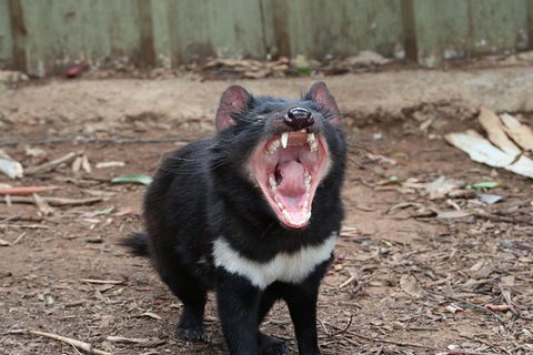 ZOODOO ZOO Tour, Meet The Famous Tasmanian Devil, Cuddle A Kangaroo, Feed A Lion - Accommodation Coffs Harbour 0