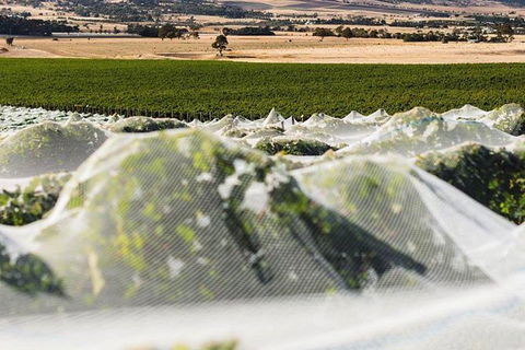 A Sommelier Guided Tour: Thursday Afternoon Wine Gin Cheese & Cocktails - Accommodation Coffs Harbour 5