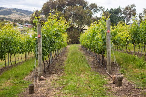 A Sommelier Guided Tour: Thursday Afternoon Wine Gin Cheese & Cocktails - Accommodation Coffs Harbour 3