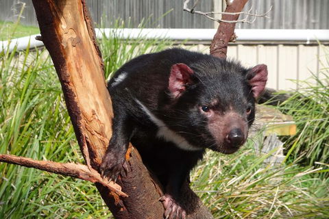 Tasmania 4 Day East Coast + Launceston - Accommodation Coffs Harbour 9