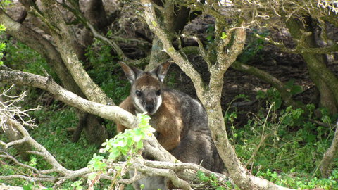 Kangaroo Island In A Day Tour From Adelaide - Accommodation Coffs Harbour 23