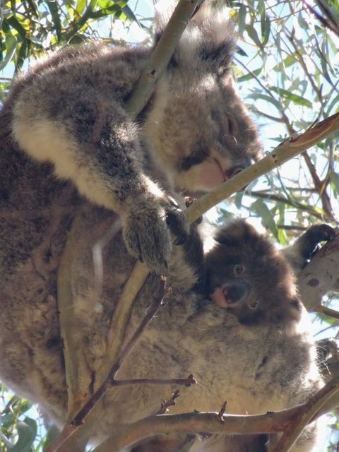 Kangaroo Island In A Day Tour From Adelaide - Accommodation Coffs Harbour 16