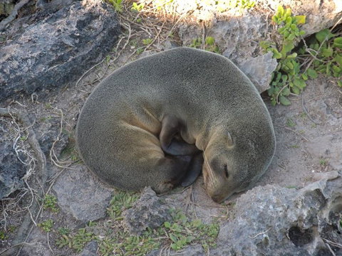 Kangaroo Island In A Day Tour From Adelaide - Accommodation Coffs Harbour 12