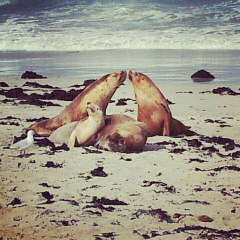 Kangaroo Island In A Day Tour From Adelaide - Accommodation Coffs Harbour 24