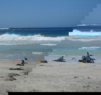 Kangaroo Island in a Day Tour from Adelaide - Accommodation Coffs Harbour