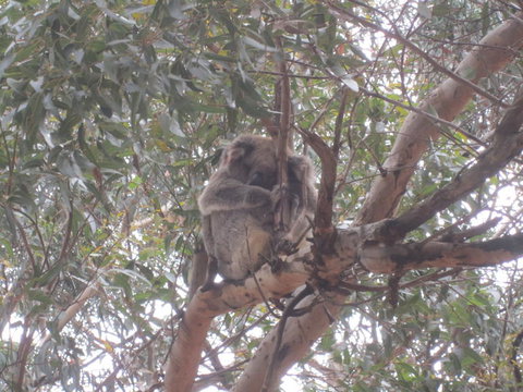 Kangaroo Island In A Day Tour From Adelaide - Accommodation Coffs Harbour 22