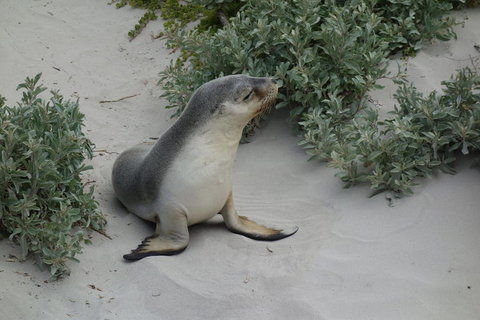 Kangaroo Island In A Day Tour From Adelaide - Accommodation Coffs Harbour 19