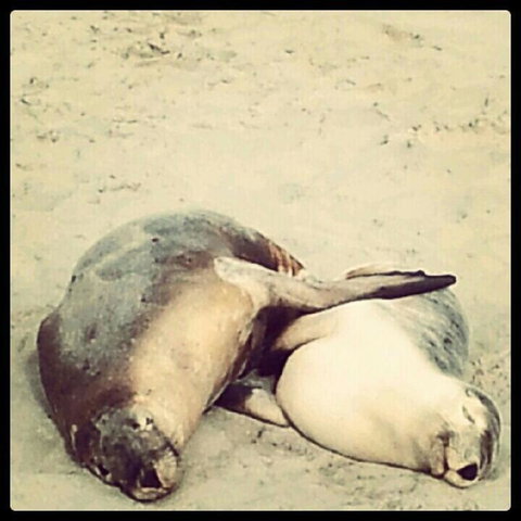 Kangaroo Island In A Day Tour From Adelaide - Accommodation Coffs Harbour 25